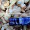 Frozen boiled surf clam meat with stomach removed
