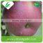 High quality big fresh fuji apple