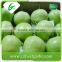 Chinese green bulk su pear