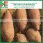 BEST SELLER: SWEET POTATO from China