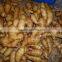 China new fresh Ginger for export