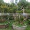 Syzygium buxifolium Hook. et Arn for ornamental outdoor landscaping beautiful bonsai plants