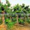 Ficus altissima