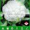 CF36 Xueyu 80 days cold resistant f1 hybrid cauliflower seeds