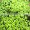 Fresh Cut Flowers Top Quality Green Carnation Fresh Carnation
