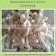 Extruded Kurkure Snacks Machinery
