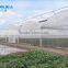 baolida multi-span greenhouse PE film green house used greenhouse for tomato