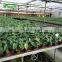 Grape Seedling Seedbed System Greenhouse For Sale