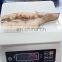 Good quality frozen Illex squid tube with wing skin on