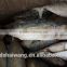 Frozen Indian mackerel Rastrelliger kanagurta Fish To Supply