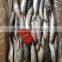 2015 Frozen Sardine wr for Fishing Bait 90-120pcs/ctn