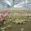 Full Set High Quality Poultry Feeding and Nipple Drinking System for Broiler