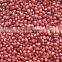 China Small red beans for sale