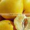 Fresh Fruit Pomelo fresh grapefruit