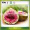 Dried Fruit Wholesale Freeze Dried Fig