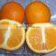 2015 navel orange supplier in china with best price