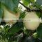 fresh ya pear&new crop&the most lowest price