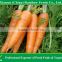 Fresh Red Carrots for Sale