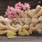 Wholesale Common Cultivation Type Fresh Ginger