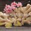 Sale Fresh Ginger High Quality
