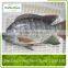 Frozen Tilapia Whole Round / Frozen Fish