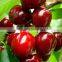 Red cherry fruit tree seeds for Growing