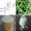 GMP Manufacturer Supply Natural Cyanotis Arachnoidea Extract