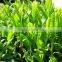 Green Tea Extract from GMP Certified Manufacturer
