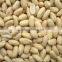 Raw peanut without shell made in Vietnam