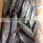 200-300G Frozen Bonito Tuna
