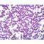Biological Microscope ML11