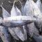 Whole Round 1000g up Frozen Belted Bonito Sarda Orientalis Tuna Fish