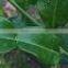 Organic Fresh Kaffir Lime Leaves Grade A