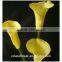 china wholesale indoor decoration calla lilies flower with long stem