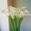 the valentine's day flower fresh cut white Alocasia flower from yunnan