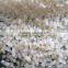 100% Broken Thai Jasmine Rice