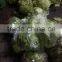 Hebei Fresh Lettuce