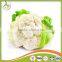 2017 new crop fresh cauliflower