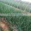 Hybrid onion seeds for growing- Early red preciousness