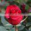 High Quality Fresh Cut Flowers/ Red Roses For Wedding