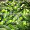 Vietnam pickled cucumbers in jar, gherkins 6-9 cm in brine, high quality, cheap price