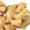 China Fresh Ginger&Air-Dried Ginger in Bottom price