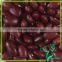 Square Red Kidney Beans Square Shape Small Size