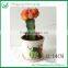 Wholesale mini cactus plants