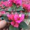 shaped and colors plants Bougainvillea spectabilis, paperflowers, young plants