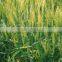 wheat gluten meal factory price