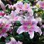 Decoration lily flower fresh cut lily flower Ornamental flower