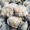Boiled Baby Clam Nature Fresh FAO61