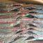 Frozen Hard Tail Scad with size 50 - 60 pcs / 9.5 kg