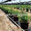 landscape weed mat fabric PP ground cover for agriculture